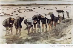 Tranh ký họa: Cấy lúa