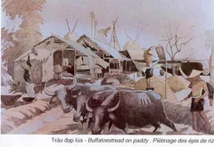 Tranh ký họa: Trâu đạp lúa
